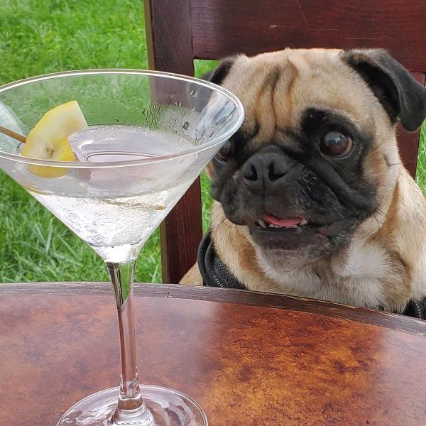 /images/uploads/pug nation rescue of los angeles/pugnation2021/entries/15584thumb.jpg